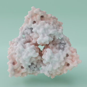Arginase protein, illustration