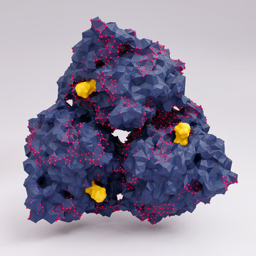 Arginase protein, illustration