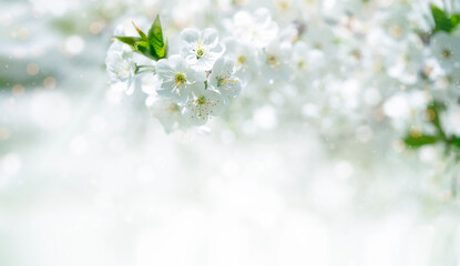 Spring banner background of cherry tree blossom. Copy space, selective focus.