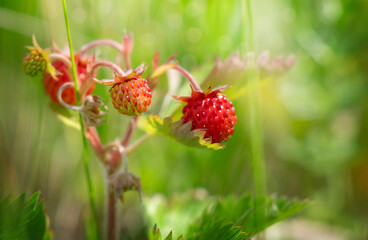 Wild red strawberries on green natural background in the forest. Close up