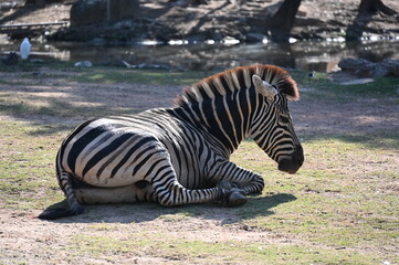 Fototapeta na wymiar Zebra is thinking 