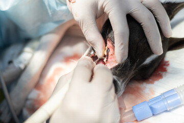 Discover the benefits of ultrasonic dental cleaning for dogs. This video explains a thorough...