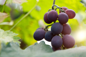 Purple grapes on the vine