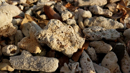 Coral reef on sandy beach. Dead coral reefs carried by the waves on the shoreline. Piled up like pebbles. Background of going on a beach holiday