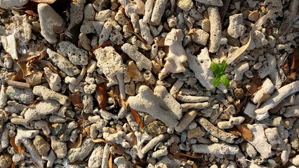 Coral reef on sandy beach. Dead coral reefs carried by the waves on the shoreline. Piled up like pebbles. Background of going on a beach holiday