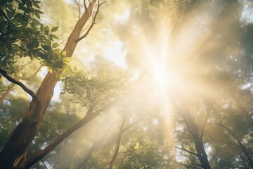 sunrays piercing through a dense canopy of tall trees