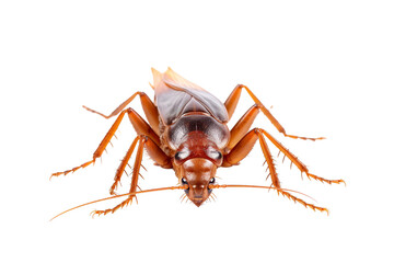 Top side closeup macro view of cockroach isolated on white background PNG