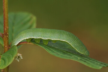 Closeup of a caterpillar of the Brimstone butterfly, Gonepteryx rhamni, on glossy buckthorn plant