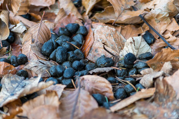 Roe Deer Droppings in a Italy Forest on a Background with dry Leaves. Fresh Manure of European Roe Cervine (Capreolus capreolus) in the Greenwood. Doe Scat in a Grove. Roe Hart Excrement in the Wood. - obrazy, fototapety, plakaty