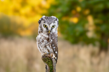 European Scops Owl, Otus scops close up.