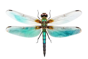 Top side closeup macro view of beautiful dragonfly isolated on white background PNG