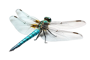Top side closeup macro view of beautiful dragonfly isolated on white background PNG - obrazy, fototapety, plakaty