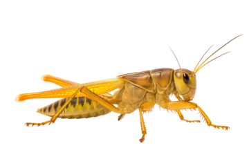 Top side closeup macro view of beautiful Cricket isolated on white background PNG