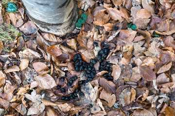 Roe Deer Droppings in a Italy Forest on a Background with dry Leaves. Fresh Manure of European Roe...