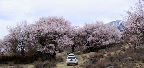 Trip in spring while peach flowers blooming in tibet, China © lzf