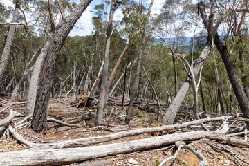 Australian bush landscape Blue Mountains