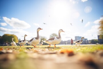 Obraz premium geese leading young beneath a sunny sky in a park