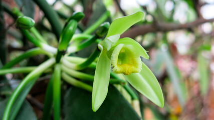 close up view of blooming vanilla flower, orchid look alike. Vanilla cultivated plantation. Blurred flower bud in behind.