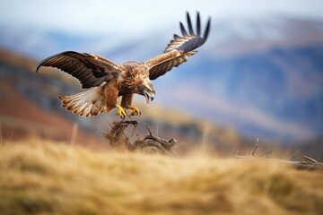 Fototapeta premium action shot of a golden eagle chasing prey in the hills
