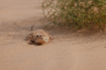 Fototapeta na wymiar Toad-headed agama, Phrynocephalus mystaceus. Calm desert roundhead lizard on the sand in its natural environment. A living dragon of the desert Close up. incredible desert lizard