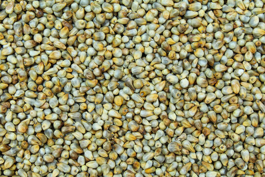 Pearl millets seeds close-up view 