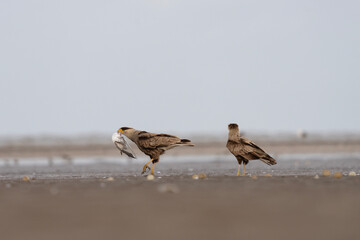 Crested caracara with its prey. Caracara plancus is eating small bird. Common bird hunter in South America. Mexican eagle on the beach. 