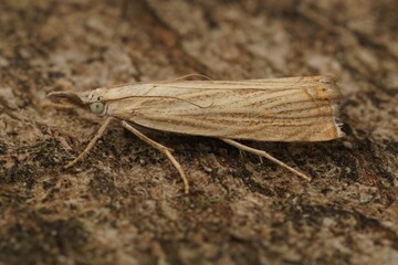 Closeup on the common grass veneer crambid micro moth, Chrysoteuchia culmella sitting on wood
