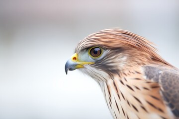 Fototapeta premium side profile of a kestrel in hover with soft-focus background