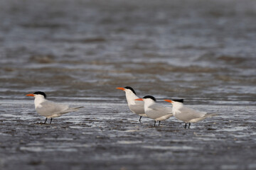 Caspian tern on Argentina's coast. Hydroprogne caspia are resting on the beach. White bird with gray wings, black head and red beak.