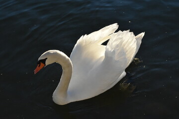 Cigno Reale