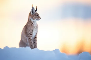 Fotobehang lynx silhouette against snowy sunrise © primopiano