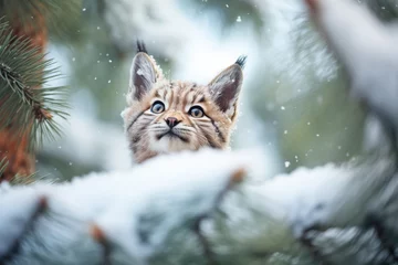 Gordijnen snow-covered pine trees framing lynx © primopiano