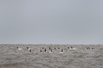 Flock of black necked swan in Argentina's coast. Swans are stay near Atlantic ocean. White big bird with black neck and red head. 