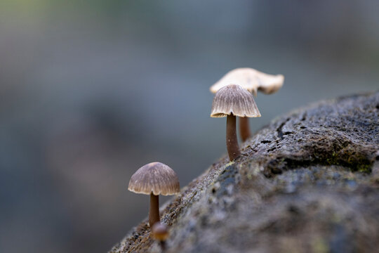 Mycena tintinnabulum is a European species of agaric fungus in the family Mycenaceae