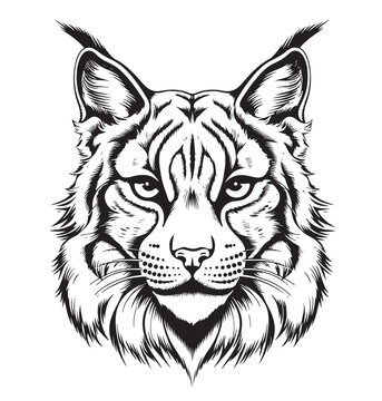 recommend clip art: Cute Lynx face hand drawn sketch Vector illustration