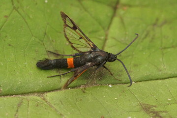 Closeup on a colorful Red-belted Clearwing moth, Synanthedon myopaeformis sitting on a green leaf