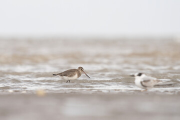 Black tailed godwit on Argentina's coast. Limosa limosa is looking for food on the beach. Brown bird with white belly and long beak.