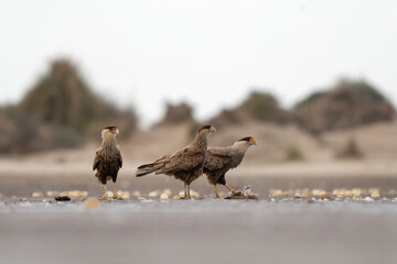 Crested caracara with its prey. Caracara plancus is eating small bird. Common bird hunter in South America. Mexican eagle on the beach. 