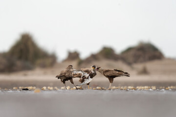 Crested caracara with its prey. Caracara plancus is eating small bird. Common bird hunter in South America. Mexican eagle on the beach. 
