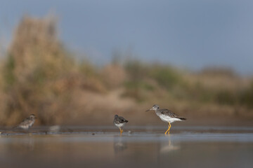 Lesser yellowlegs on Argentina's coast. Tringa flavipes are looking for food in the mud. White and brown bird with long yellow legs are nesting on the coast. 