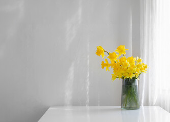yellow spring daffodils in glass vase on white background