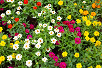 Obraz premium Zinnia flower in the garden