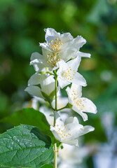 White flowers of fruit trees in spring nature.