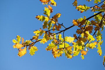 Yellow autumn leaves close-up against the sky, autumn landscape