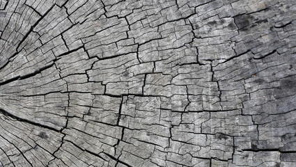 Old wood texture for background.