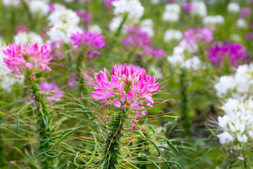 Cleome spinosa flower in the park
