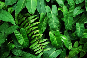 Abstract green tropical leaves nature background