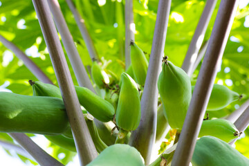 Obraz premium Papaya fruit on the tree in garden. 