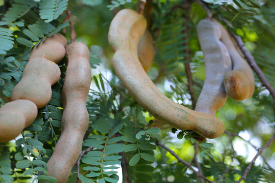 Tamarind fruits with green leaves