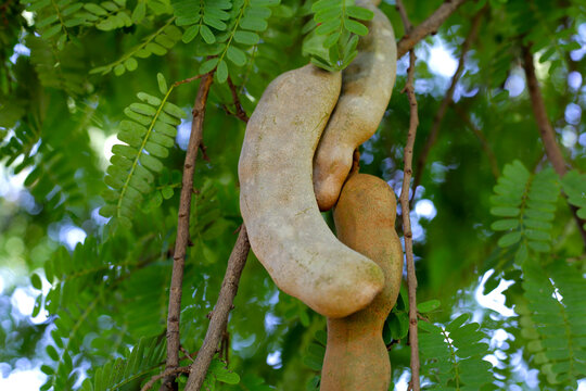 Tamarind fruits with green leaves